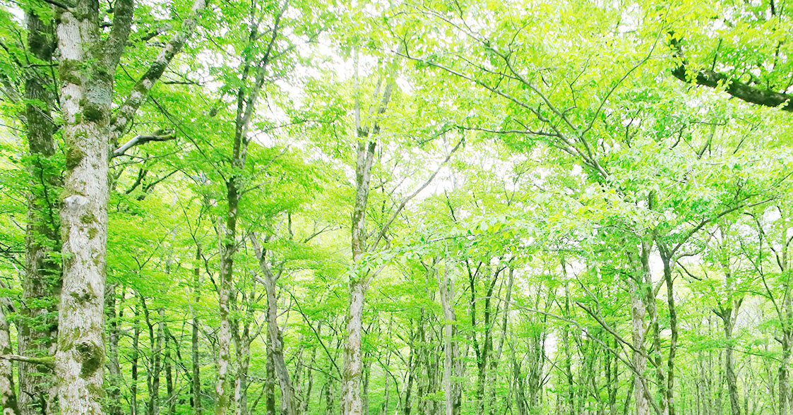 Tokusawa lodge